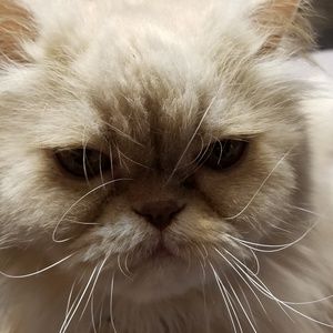 Meet your Posher, Tracy